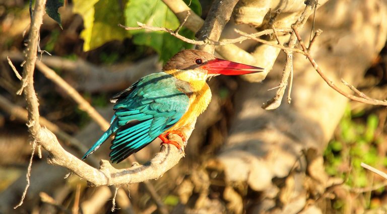 Stork-billed Kingfisher