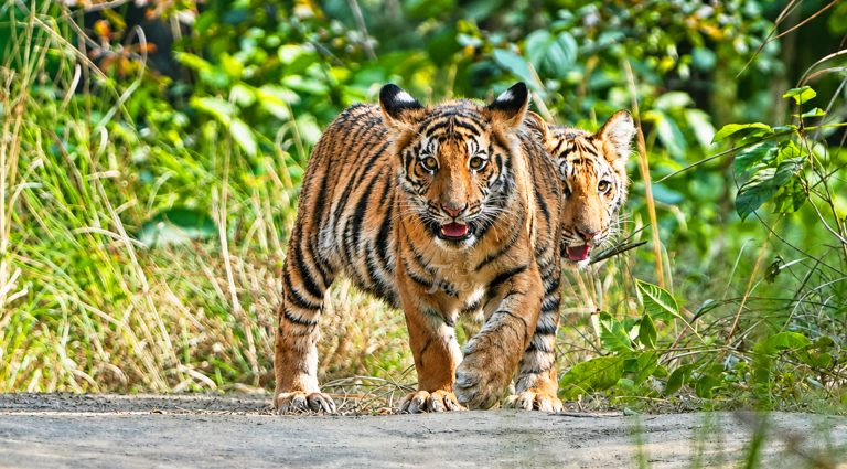 Tiger Cub in Bardia