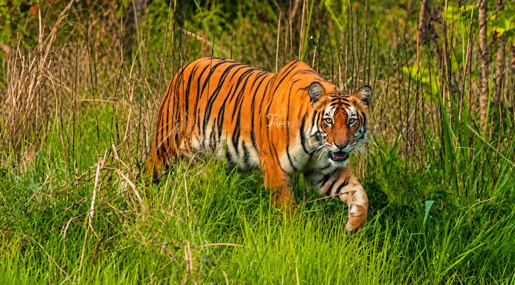 Tiger Tracking in Nepal