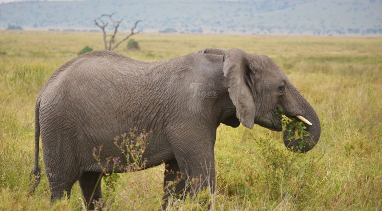 African Elephant- Big 5 of Africa