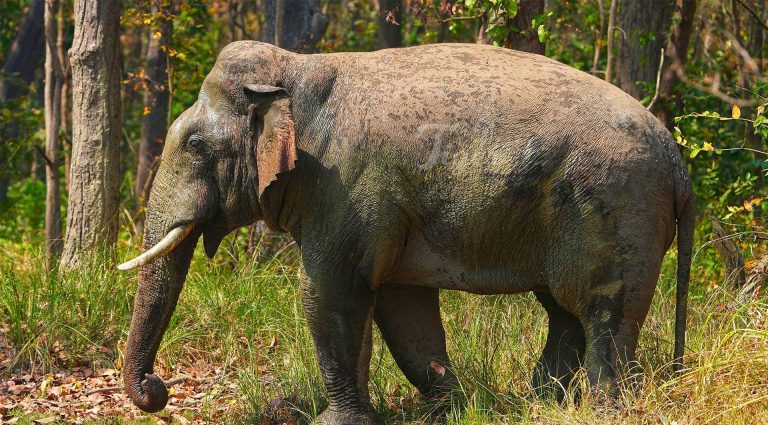 Asian Elephant- Nepal's Big 5