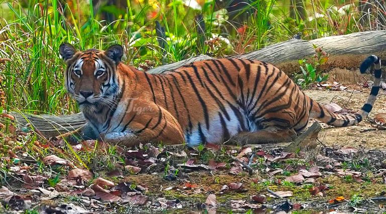 Bengal tiger- Big 5 of Nepal