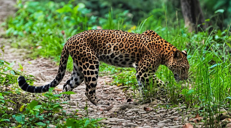Common Leopard- Nepal's Big 5
