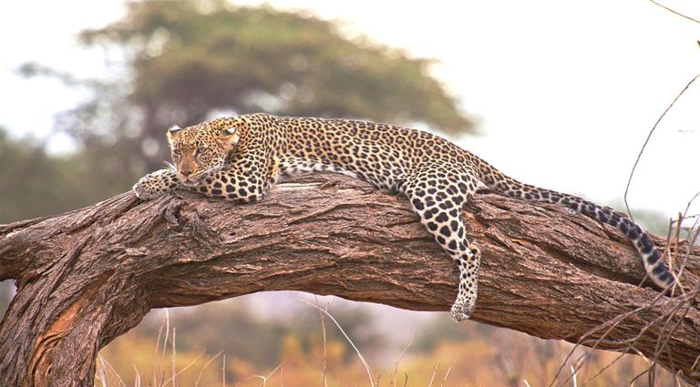 Leopard - Big 5 of Africa