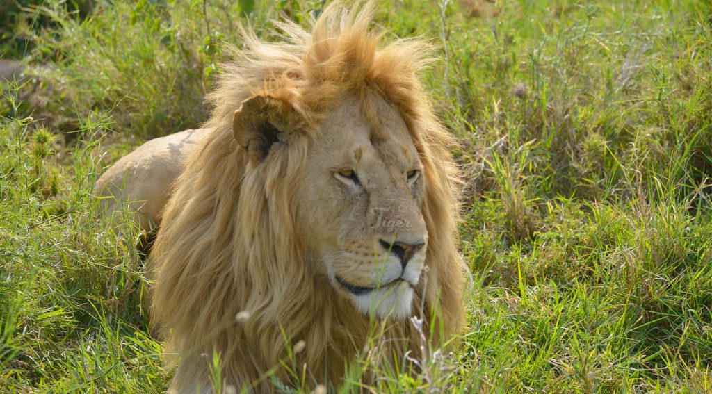 Lion- Big 5 of Africa