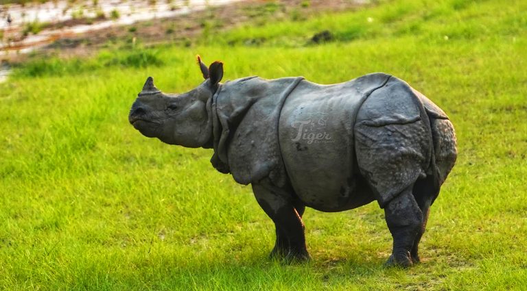 One-horned Rhino- Nepal's Big 5