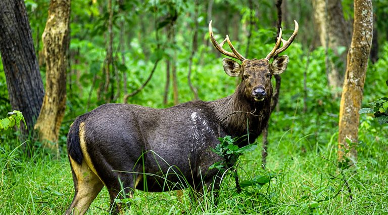 Sambar Deer- Nepal's Big 5