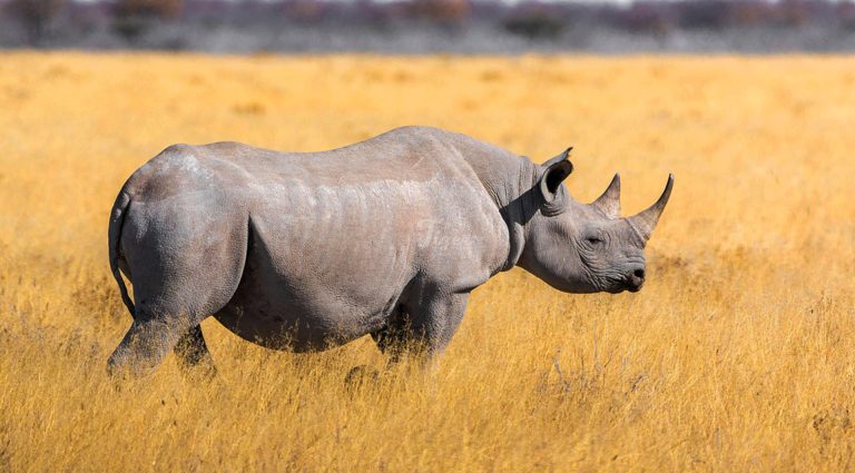 Two-horned Rhino- Big 5 of Africa