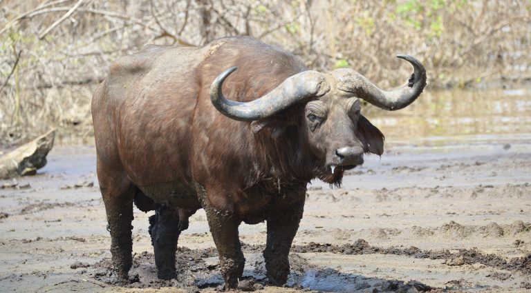 Water Buffalo- Big 5 of Africa