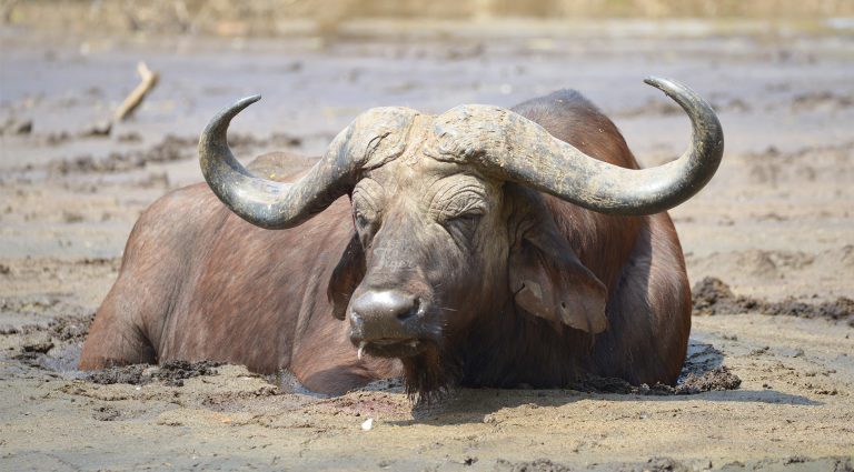 African buffalo