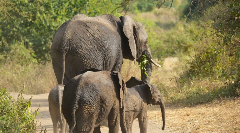 African Elephant