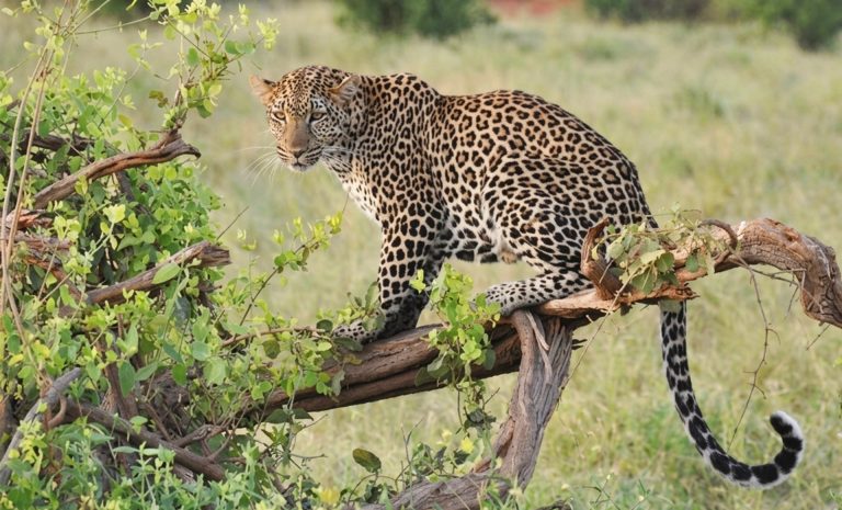 African Leopard