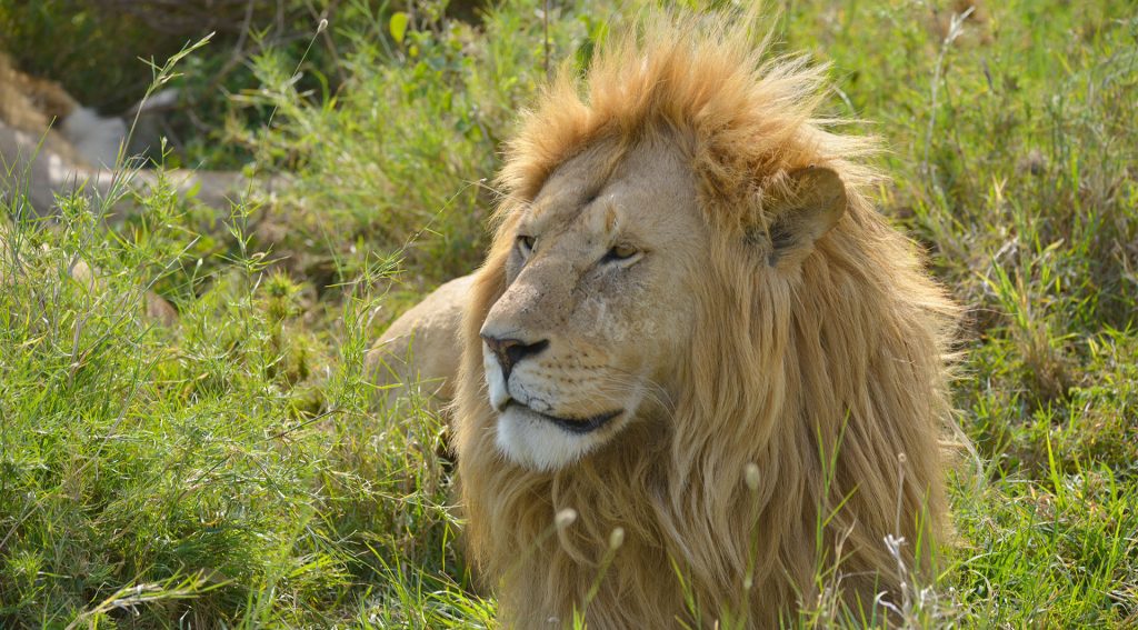 African Lion King