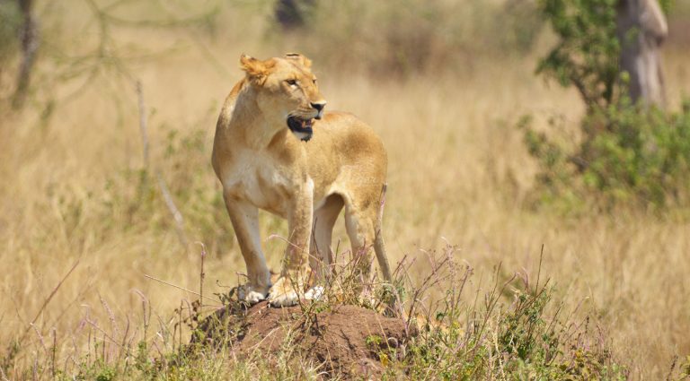 African Lioness