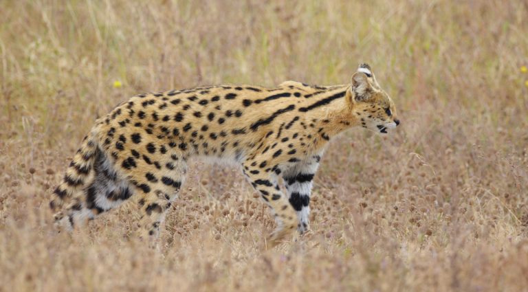 African Serval Cat
