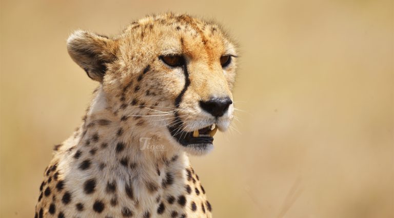 Cheetah of Africa