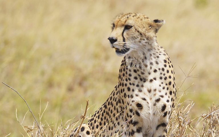 Cheetah of Africa