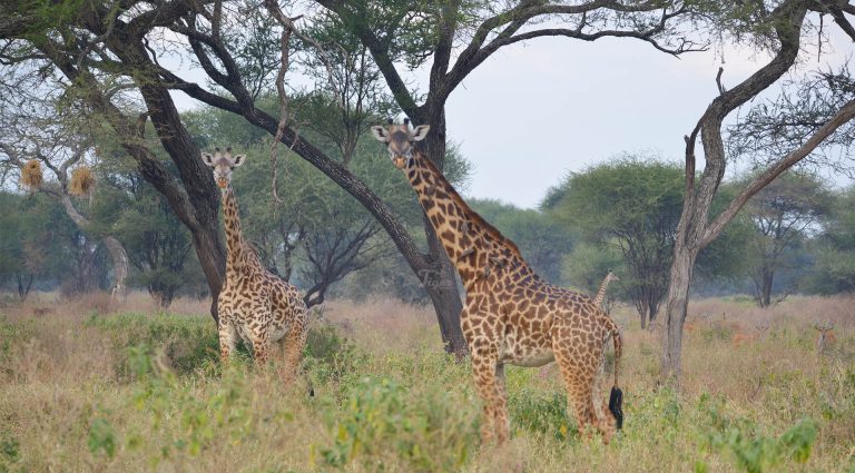 Giraffes