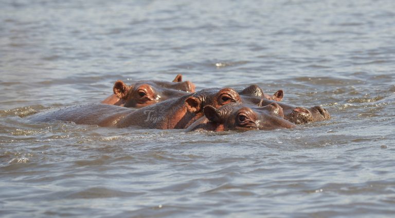 Hippopotamus
