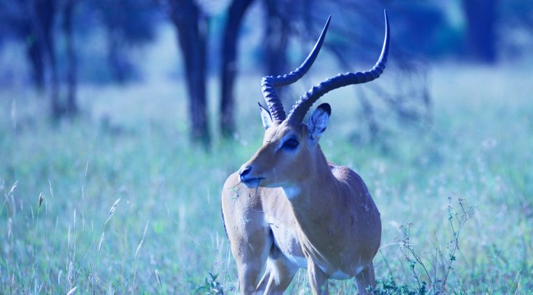Impala antelope