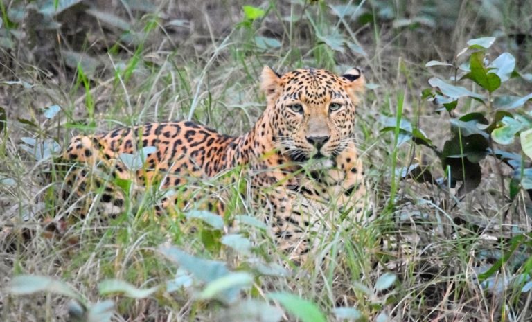 Leopard Tracking in Nepal