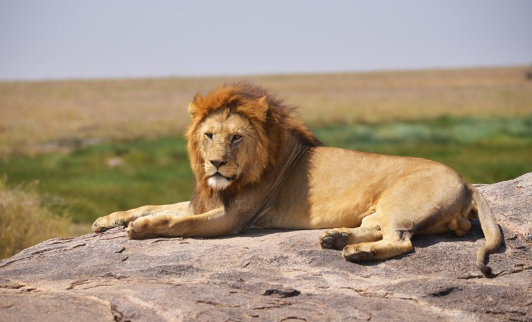 Lion- Big Cat of Africa