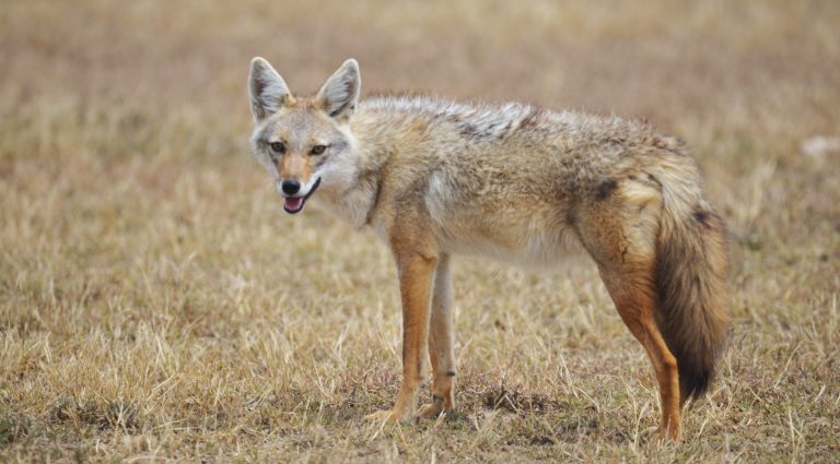 Senegalese wolf ( Gray Jackal )