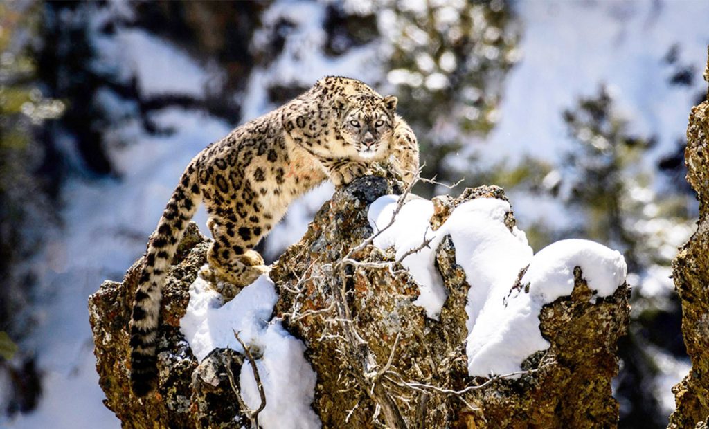 Snow Leopard Tracking in Nepal