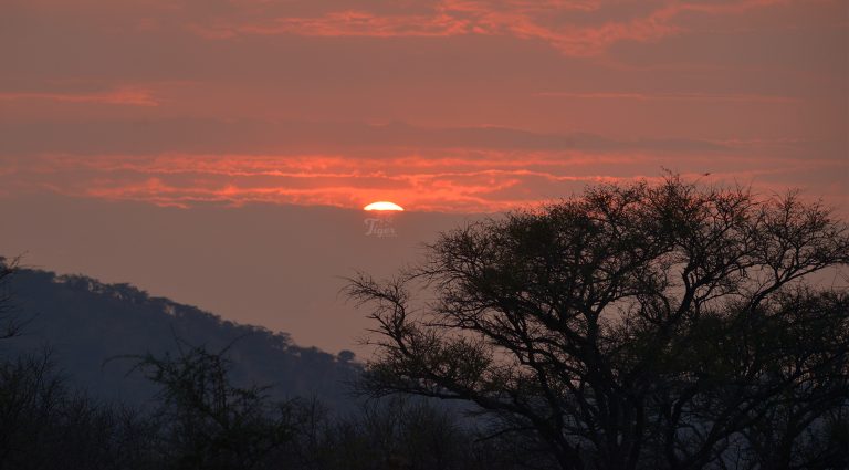 Sunset from savannah