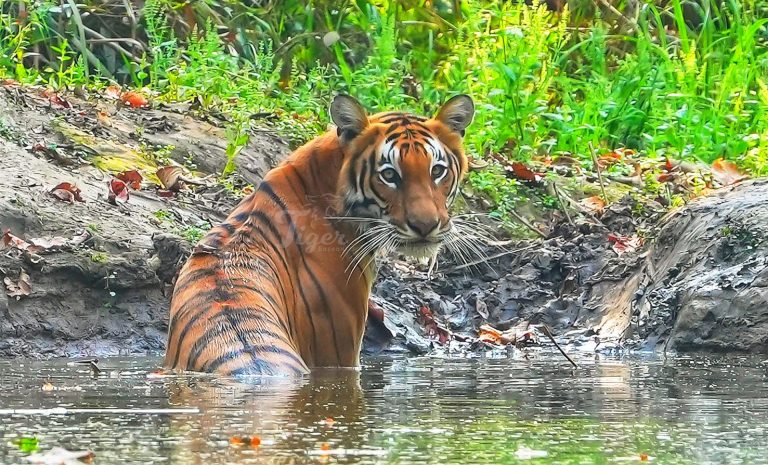 Tiger Tracking in Nepal