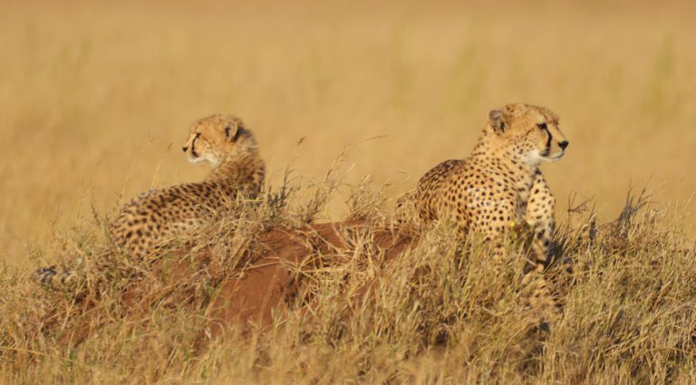 Twin cheetahs