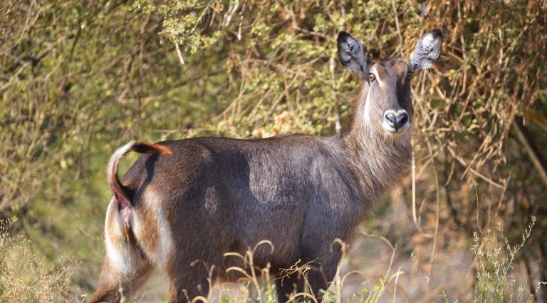 Waterbuck