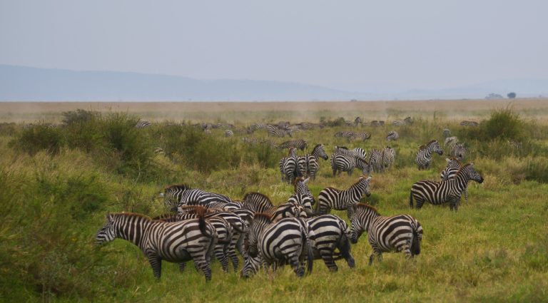 Zebras