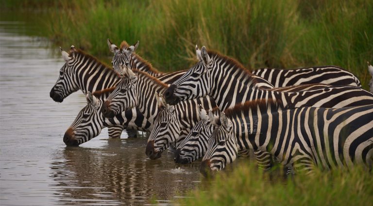 African Zebras