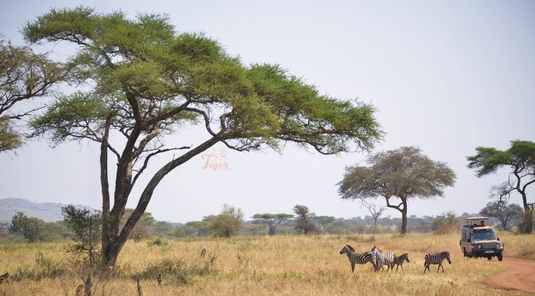 african safari