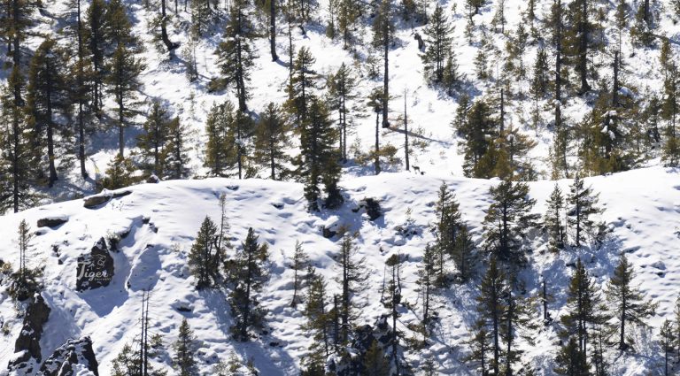Blue Sheep in white snow pine forest