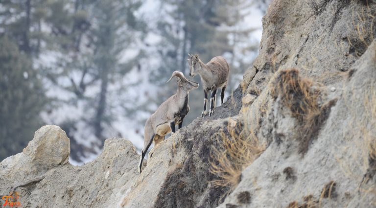 Blue sheep on the ridge