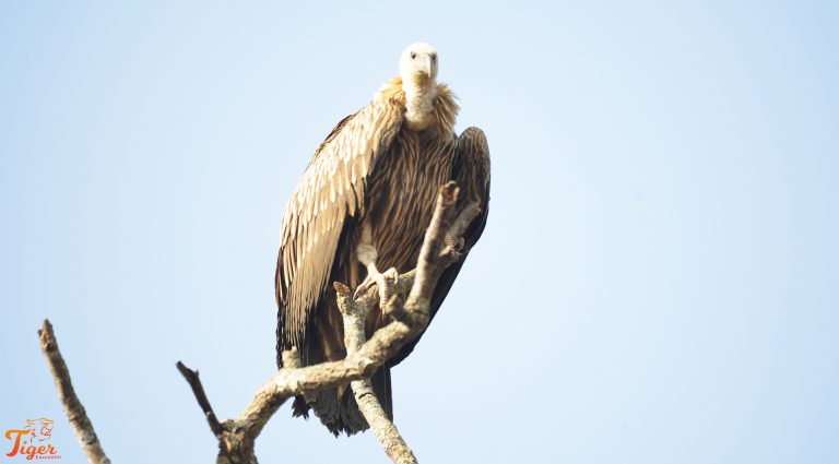 Himalayan Griffon Vulture