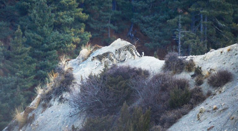 Snow Leopard Photography in Nepal