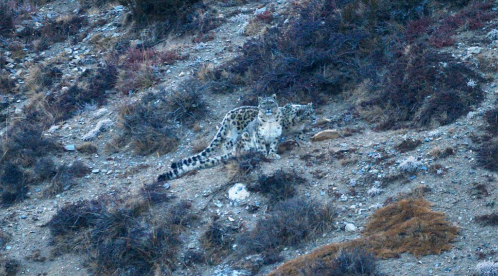 Snow Leopard in Manang Nepal