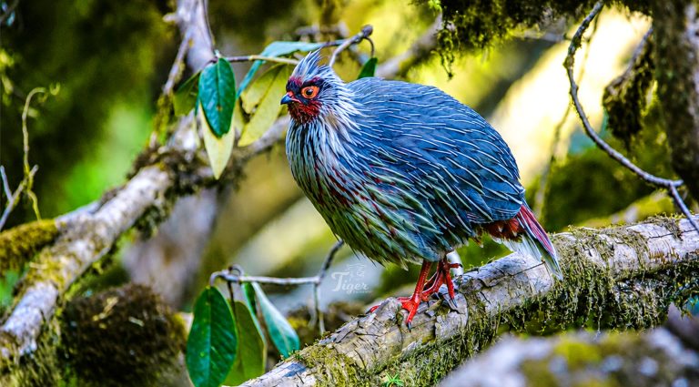 Blood Pheasant-Chilime