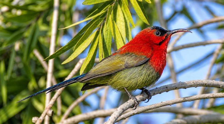 Crimson Sunbird in Nepal