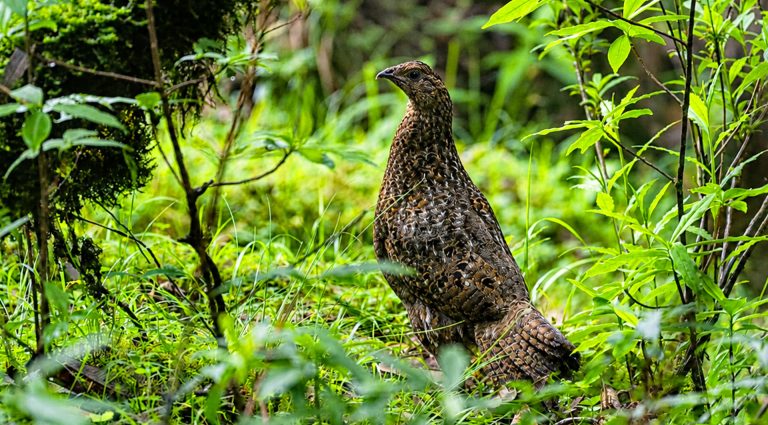 Female Satyr Tragopan
