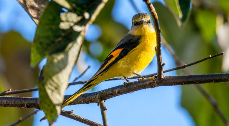Female long-tail minivet