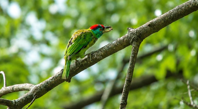 Great Barbet