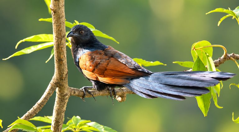 Greater Coucal