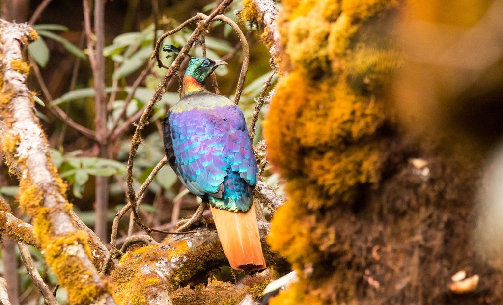 Himalayan Monal in Nepal