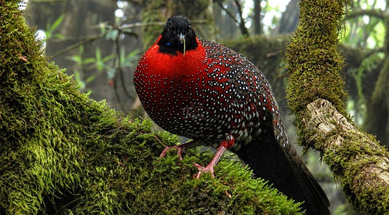 Male Satyr Tragopan