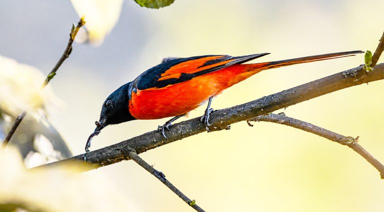Male scarlet