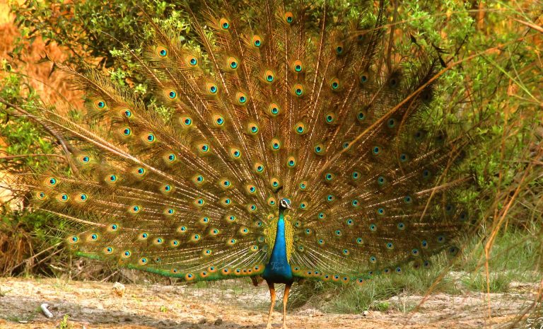 Peacock in Nepal